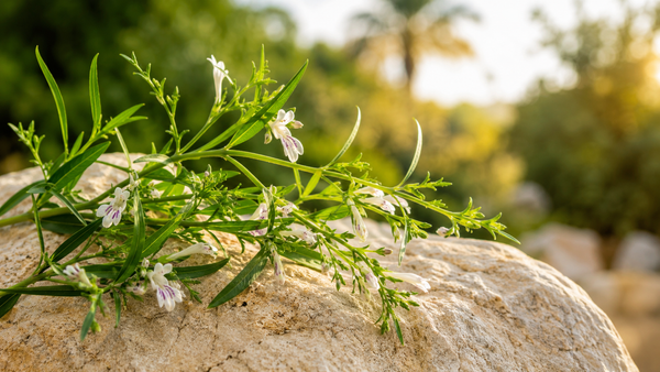 Andrographis
