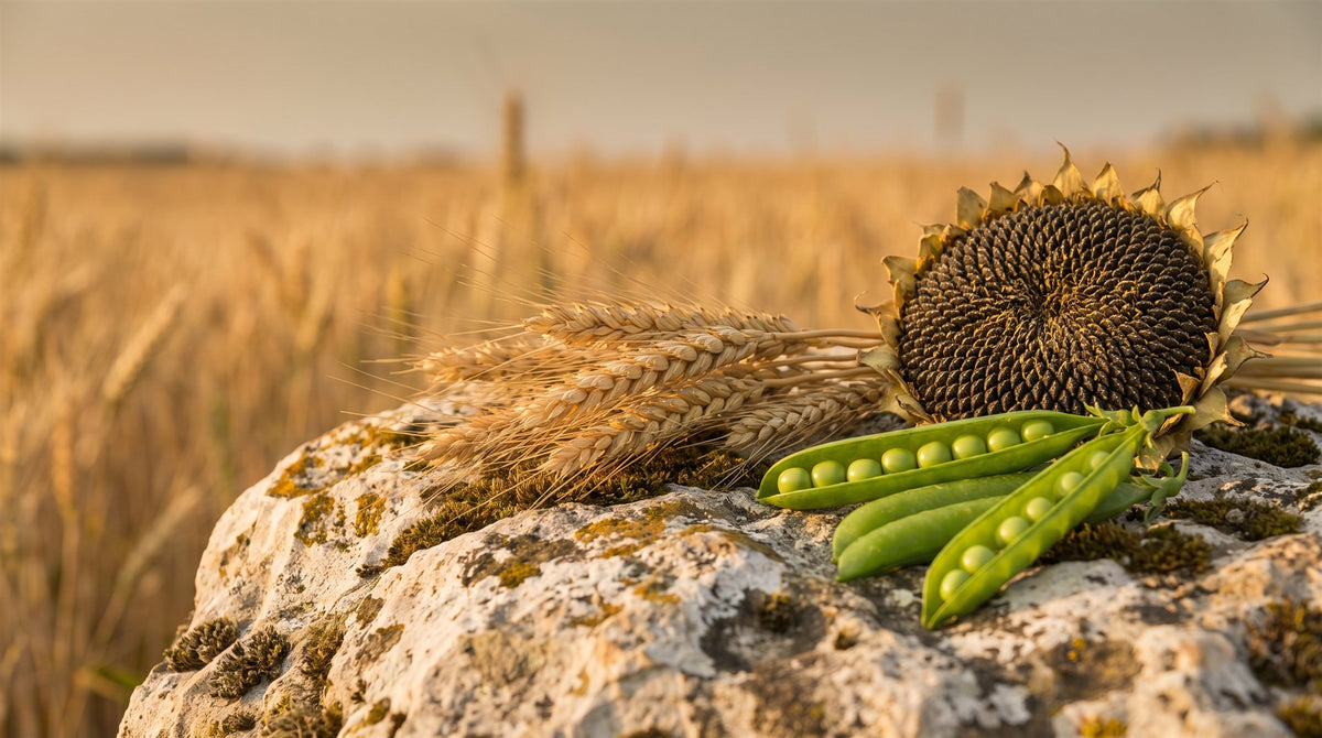 Vitamin B1 — Darstellung mit Weizenähren, Sonnenblume und Erbsenschoten