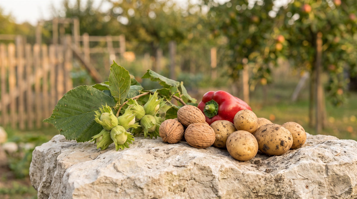 Vitamin B6 — Darstellung mit Haselnüssen, Walnüssen, Kartoffeln und Paprika