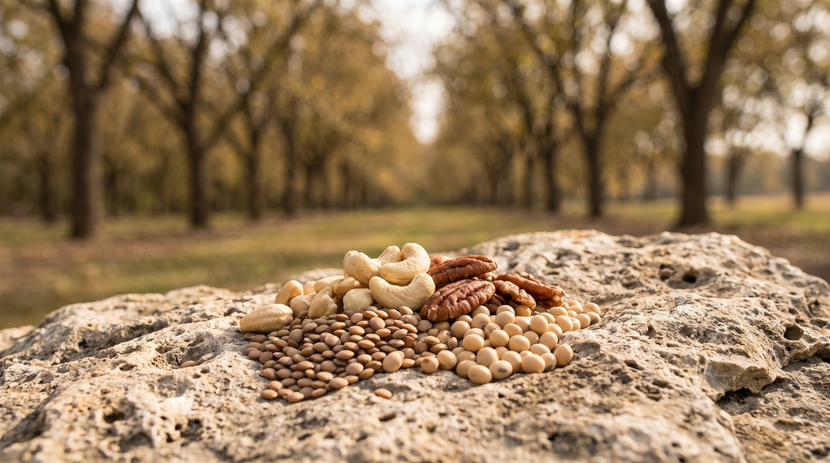 Zink — Darstellung mit Cashewkernen, Pekannüssen, Linsen und Sojabohnen