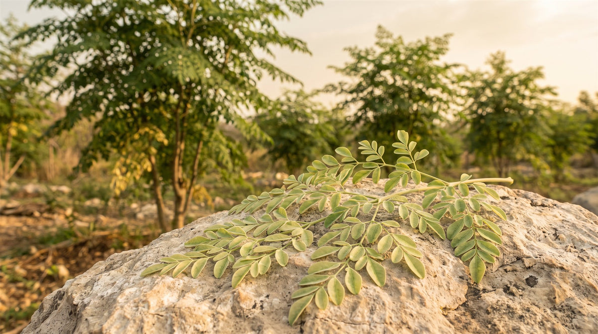 Moringa (Moringa oleifera)